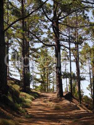 Wanderweg in den Arenas Negras, Teneriffa