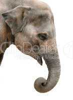 Profile portrait of an Asian elephant