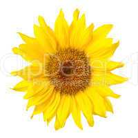 Gorgeous sunflower on white