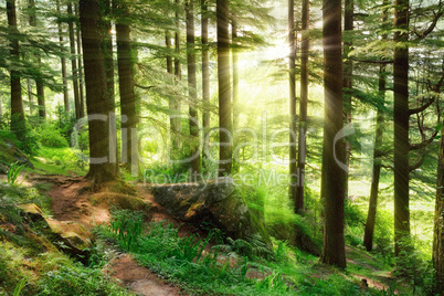 Sunrays falling into a vibrant green forest