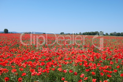 Field with red wild poppies