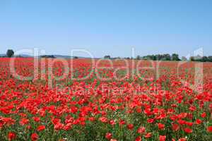 Field with red wild poppies