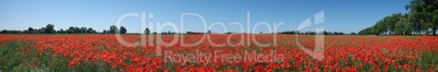 Field with red wild poppies