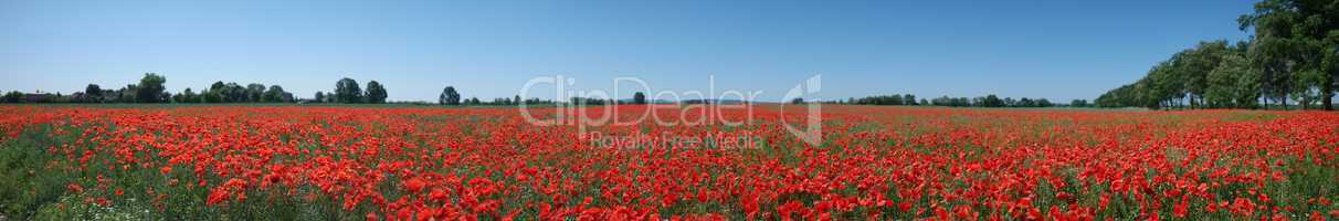Field with red wild poppies