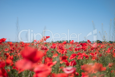 Field with red wild poppies