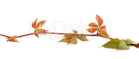 Multicolor autumn twig of grapes leaves on white background