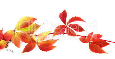 Red autumn branch of grapes leaves