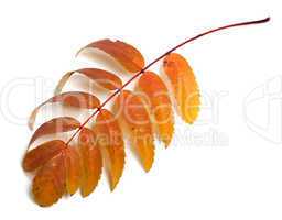 Autumn rowan leaves