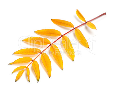 Yellow autumn rowan leaves
