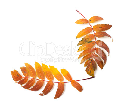 Autumnal rowan leaf isolated on white background