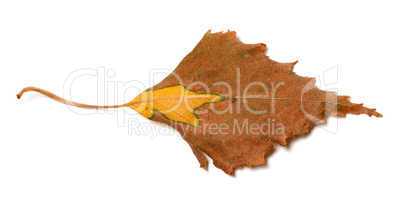 Dry autumn leaf of birch