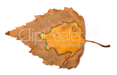 Multicolor autumn birch leaf