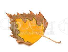 Multicolor autumn leaf of birch on white background
