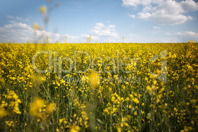 Rapsfeld im Sommer