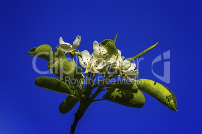 European or common pear, pyrus communis, flowers