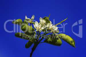 European or common pear, pyrus communis, flowers