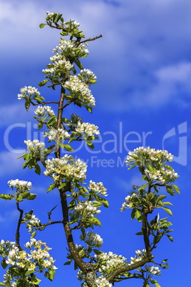 European or common pear, pyrus communis, flowers