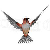 Allen hummingbird - 3D render