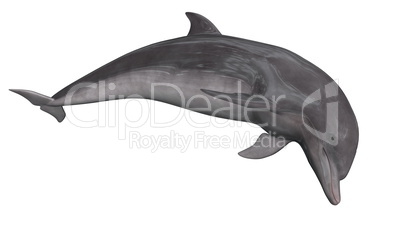 Dolphin - 3D render