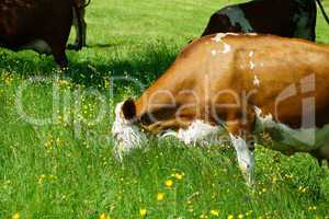 Milchkühe auf einer Weide