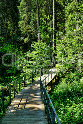 Hölzerner Steg mit Geländer durch den Schwarzwald