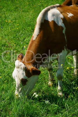 Nahaufnahme einer Milchkuh auf der Weide