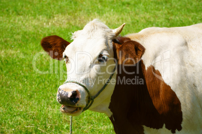 Nahaufnahme einer Milchkuh auf der Weide