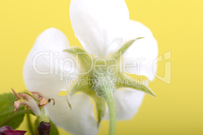 apple blossoms in spring on white background