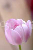 pink tulips. spring flower
