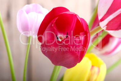 close up to red tulips, close up flowers