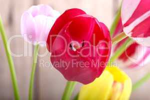 close up to red tulips, close up flowers