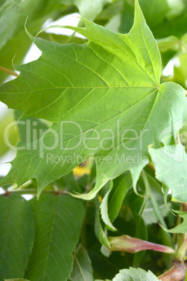 green leaf background