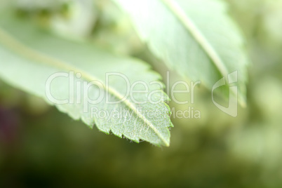 close up of green leave