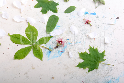 Abstract floral background in vintage style. leaves on old white background