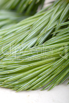 Christmas tree branches border over white