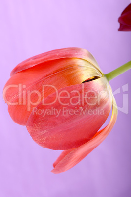 Beautiful red tulips, close-up flowers