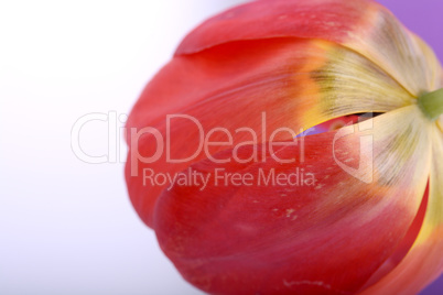 Beautiful red tulips, close-up flowers