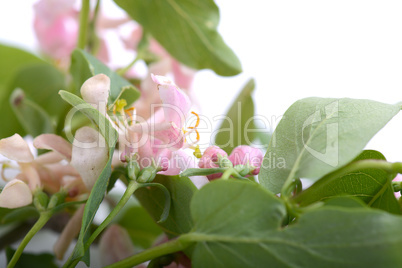 green leaf background