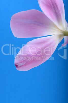 Red tulips on blue background