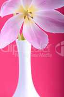Close-up single tulip flower