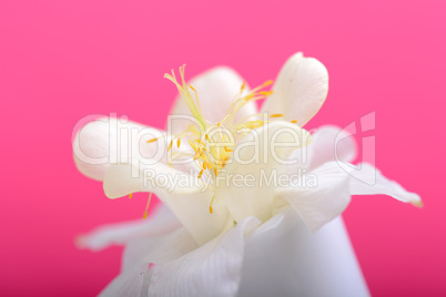 white lilac flowers closeup on red background