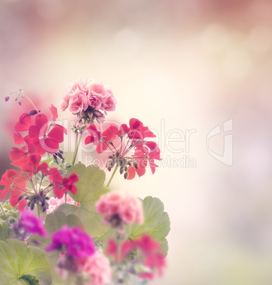 Geranium Flowers