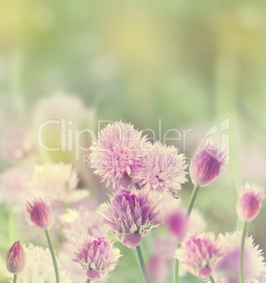 Chives Blossom