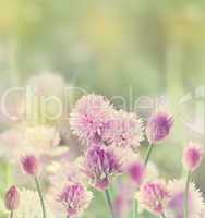 Chives Blossom