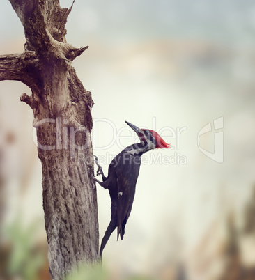 Pileated Woodpecker