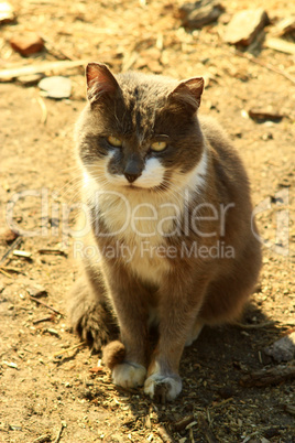 nice rural cat