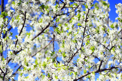 blossoming spring tree on background of the blue sky