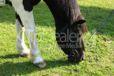 rural horse grazing on the pasture