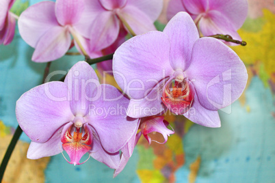 flowers of orchid on the background of map