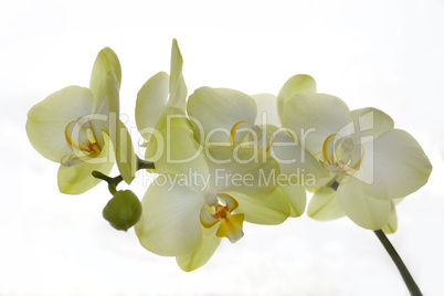 white orchid isolated